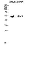 Glut3 Polyclonal Antibody