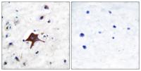Glut3 Polyclonal Antibody