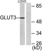 Glut3 Polyclonal Antibody