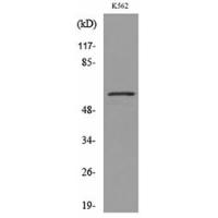 Glut5 Polyclonal Antibody