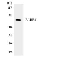 Maspin Polyclonal Antibody