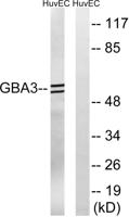 CBG Polyclonal Antibody