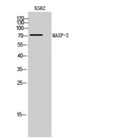 MASP-2 Polyclonal Antibody