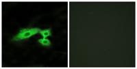 Mas1-like Polyclonal Antibody