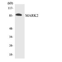 MARK2 Polyclonal Antibody