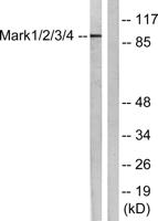 MARK1/2/3/4 Polyclonal Antibody