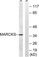 MARCKS Polyclonal Antibody