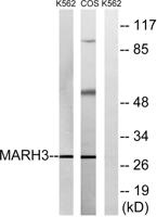 MARCH3 Polyclonal Antibody
