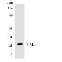 MARCH3 Polyclonal Antibody