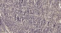 MARCH1 Polyclonal Antibody