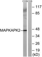 MAPKAPK-2 Polyclonal Antibody