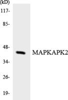 MAPKAPK-2 Polyclonal Antibody