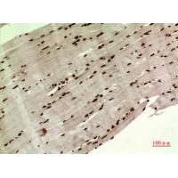 MAPK Organizer 1 Polyclonal Antibody