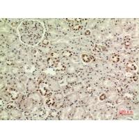 MAPK Organizer 1 Polyclonal Antibody