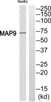 MAP-9 Polyclonal Antibody