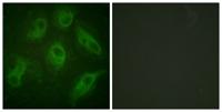 MAP-4 Polyclonal Antibody