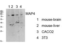 MAP-4 Polyclonal Antibody