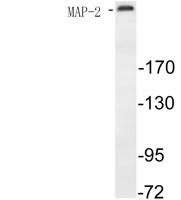 MAP-2 Polyclonal Antibody