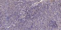 MAP1A Polyclonal Antibody
