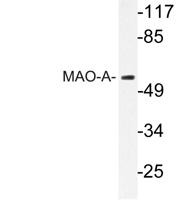 MAO-A Polyclonal Antibody