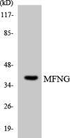 Manic Fringe Polyclonal Antibody