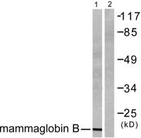 Mammaglobin B Polyclonal Antibody