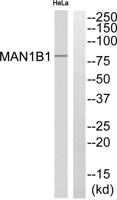 MAN1B1 Polyclonal Antibody