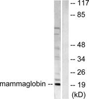 Mammaglobin A Polyclonal Antibody
