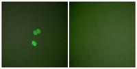 CBP 35 Polyclonal Antibody