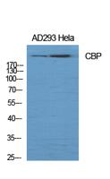CREB-BP Polyclonal Antibody