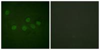 CREB-BP Polyclonal Antibody