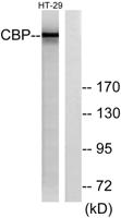 CREB-BP Polyclonal Antibody