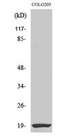 CBP20 Polyclonal Antibody
