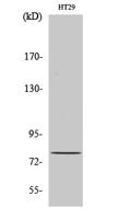 CBP80 Polyclonal Antibody