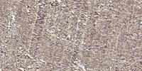 CBP80 Polyclonal Antibody
