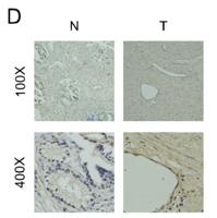 CBX2 Polyclonal Antibody