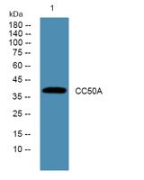 CC50A Polyclonal Antibody