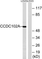 CCDC102A Polyclonal Antibody