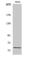 CCDC102B Polyclonal Antibody