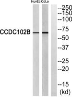 CCDC102B Polyclonal Antibody