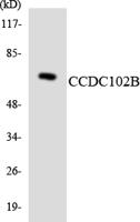 CCDC102B Polyclonal Antibody