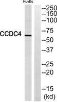 CCDC4 Polyclonal Antibody