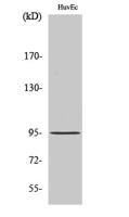 CCDC45 Polyclonal Antibody