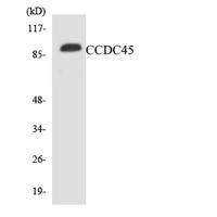 CCDC45 Polyclonal Antibody