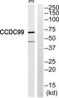 CCDC99 Polyclonal Antibody