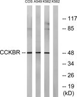 CCK-BR Polyclonal Antibody