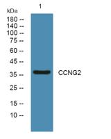 CCNG2 Polyclonal Antibody