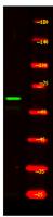 CCNK Polyclonal Antibody