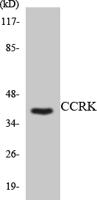 CCRK Polyclonal Antibody