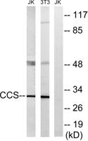 CCS Polyclonal Antibody
